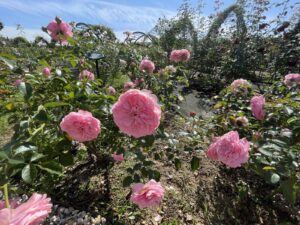 年少組　万博記念遠足