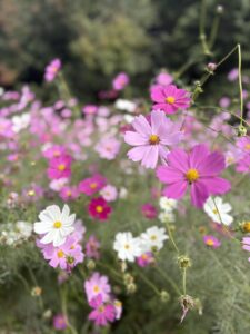 年中組 万博記念公園遠足