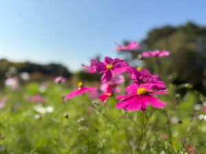 年少組　どんぐり拾い