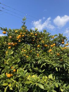 年長組　みかん狩り